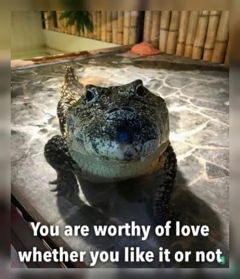 Crocodile Worthy of Love