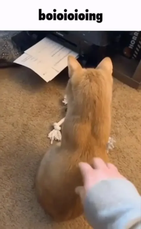 Cat Goes Boioioioing