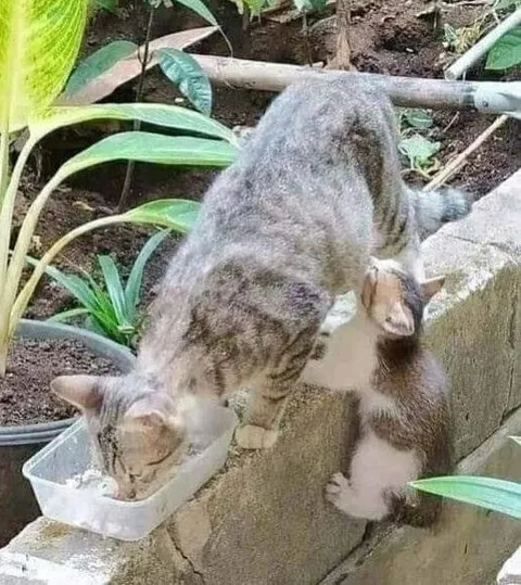 Кот ест в неудобной позе