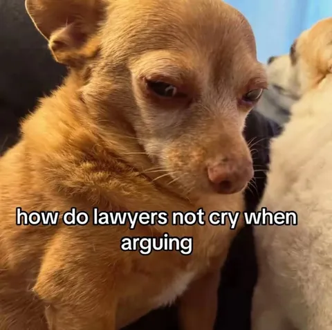 Lawyers Arguing Without Crying