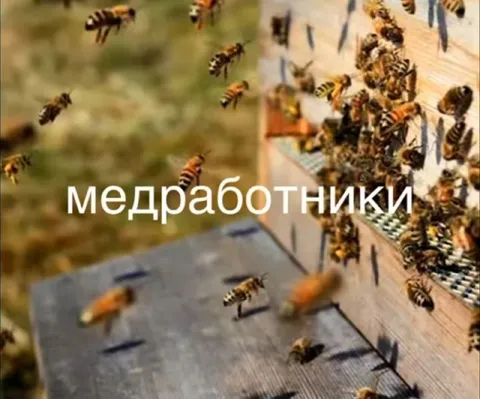 Медработники у улья