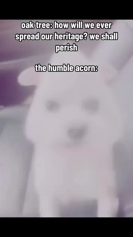 The Humble Acorn Will Perish