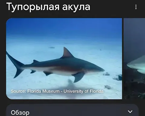 Тупорылая акула в океане