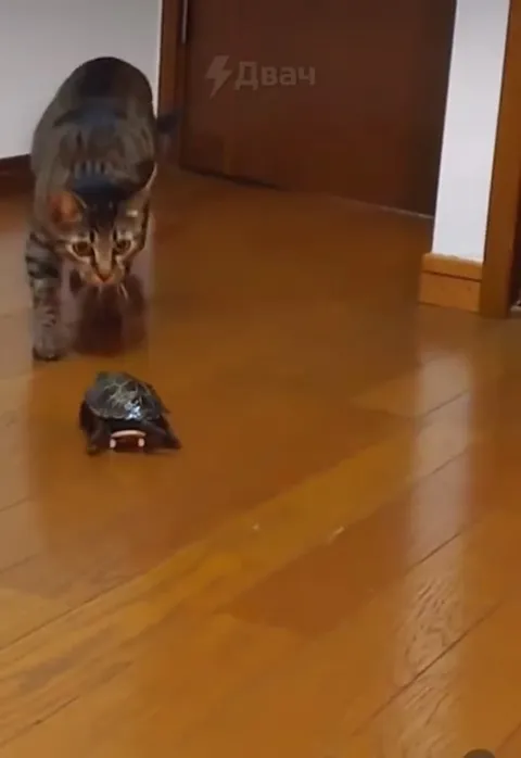 Черепаха удирает от кота
