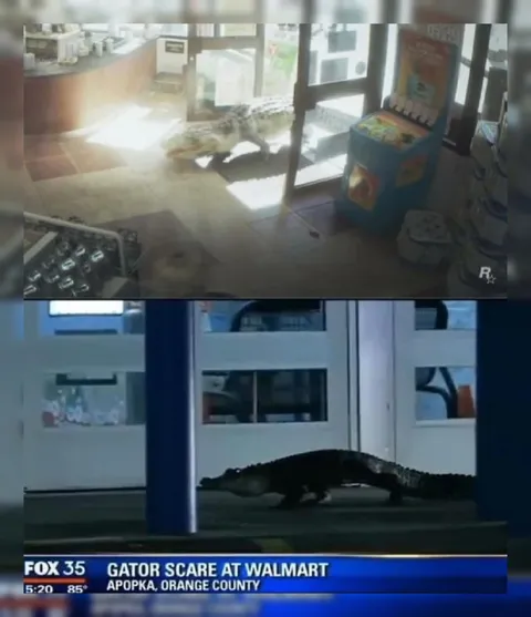 Gator Escapes Into Walmart