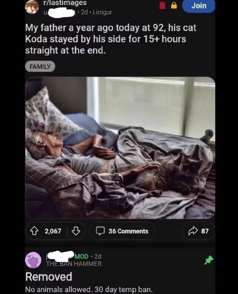 Cat Stays Beside Dying Father