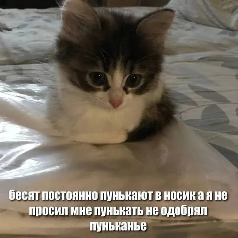 Котёнок не одобряет пуньканье
