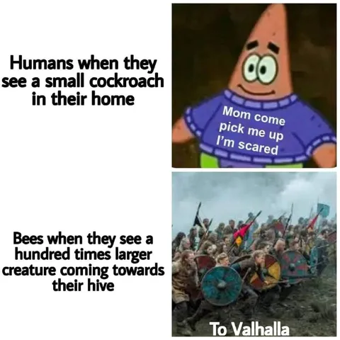 Bees Charge Into Battle
