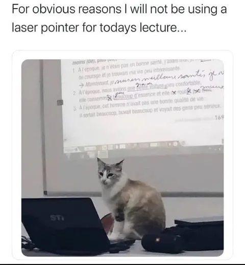Cat Interrupts the Lecture