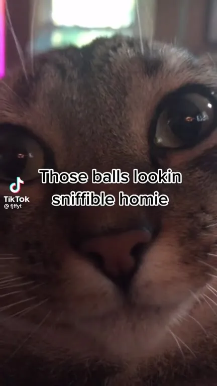 Those Balls Lookin Sniffible