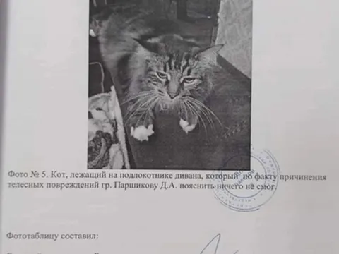 Кот ничего не смог пояснить