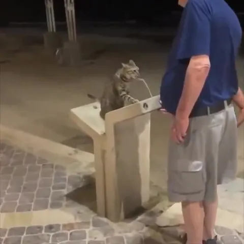 Кот пьёт из фонтанчика