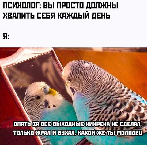 Попугай хвалит себя за безделье
