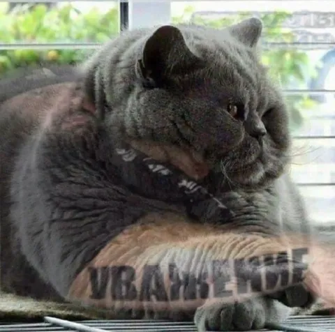 Сердитый кот на руке