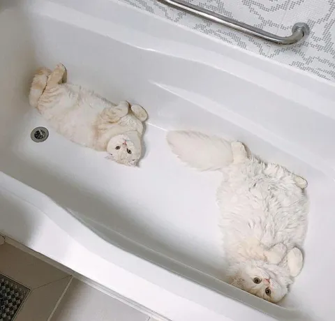 Кошки в пустой ванной