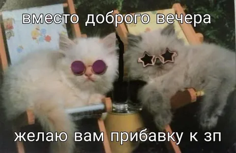 Котики желают прибавку к зарплате