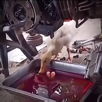Утка выпила разбитое сердце