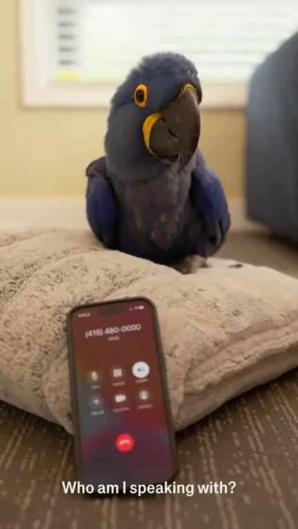 Parrot Answers a Phone Call