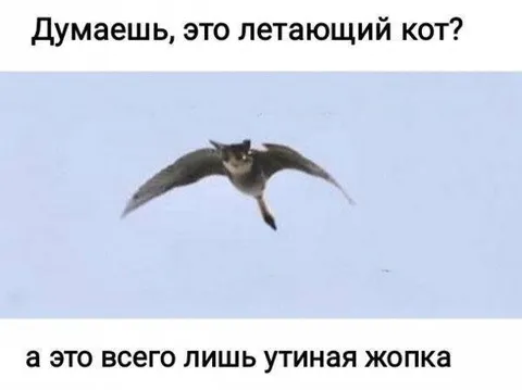 Летающий кот и утиная жопка