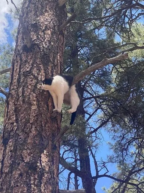 Кот застрял на дереве