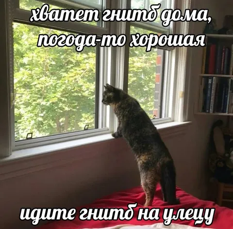 Кот ждёт хорошую погоду