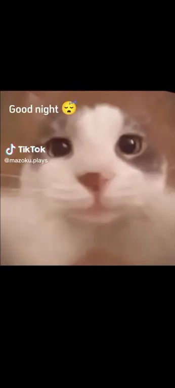 Good Night Cat Kiss
