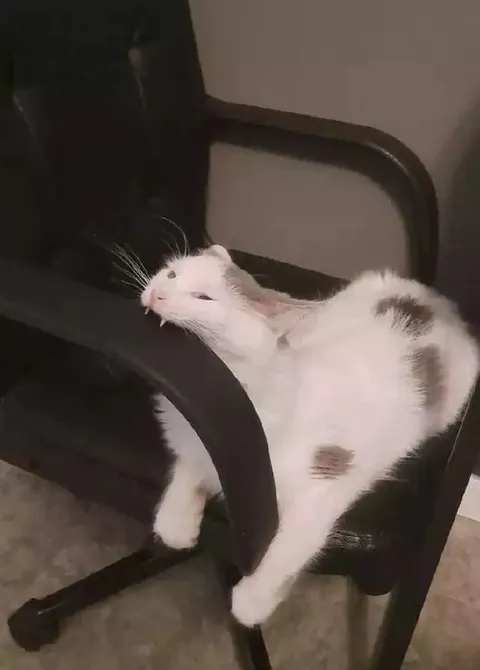 Кот растёкся на стуле