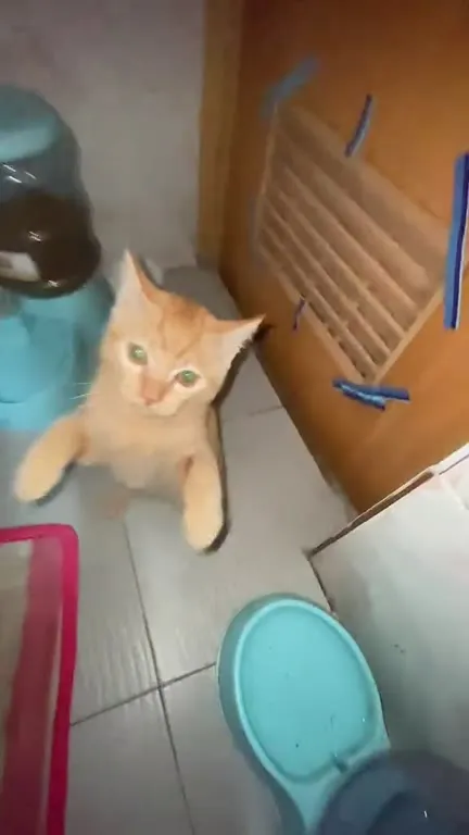 Котик танцует под музыку