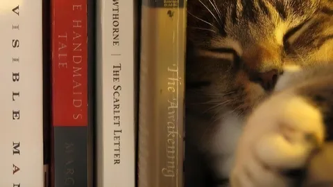 Sleeping Cat Between Books