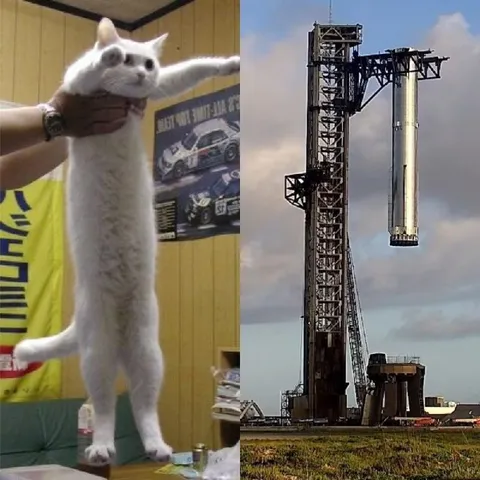 Кот, похожий на ракету