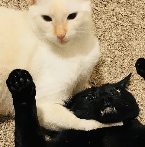 Белая кошка душит чёрную
