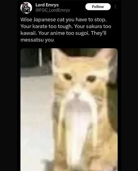 Wise Japanese Cat Warning