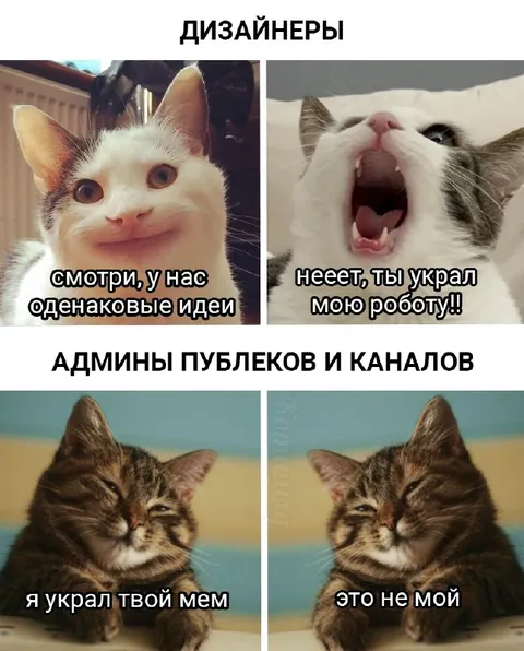 Коты воруют идеи и мемы