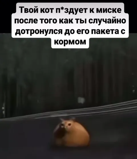 Кот мчится к миске