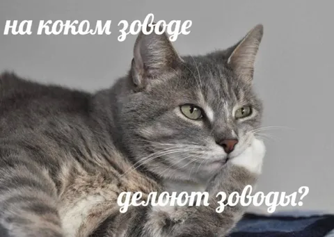 На каком заводе делают котов