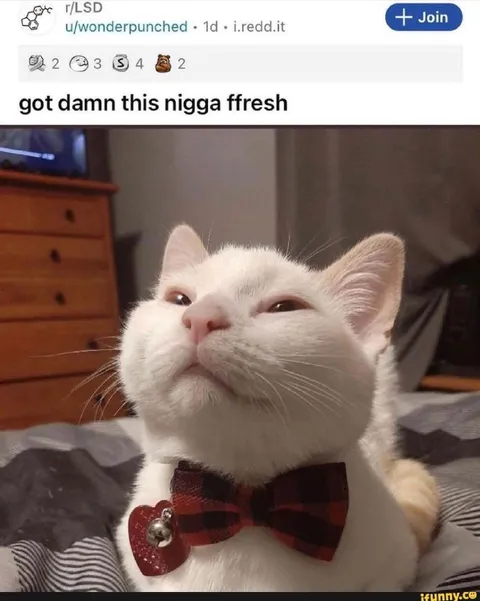 Fresh Bow Tie Cat
