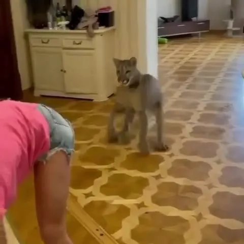 Cat Tackles Woman, Uh