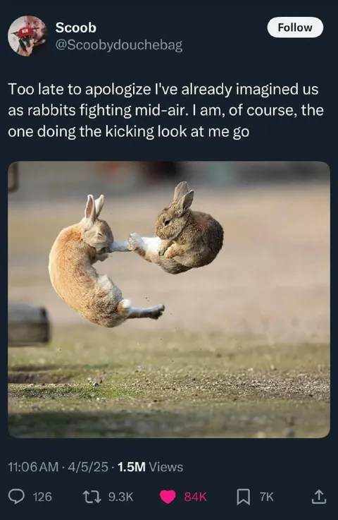 Rabbits Fighting Mid-Air