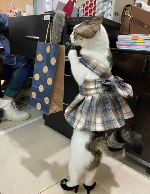 Кошка на каблуках с пакетом