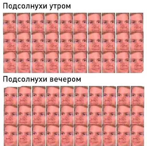 Подсолухи утром и вечером