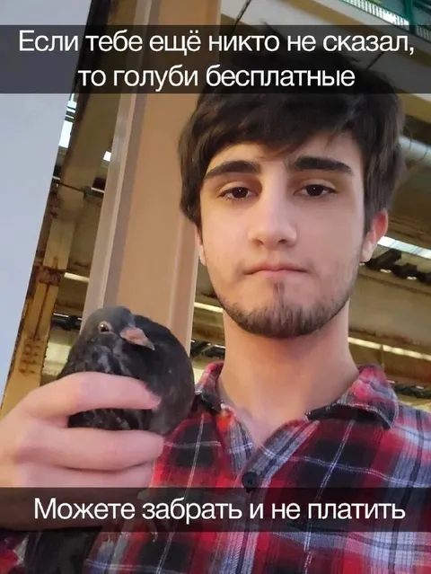 Голуби бесплатно
