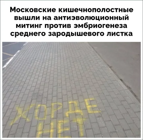 Кишечнополостные против мезодермы