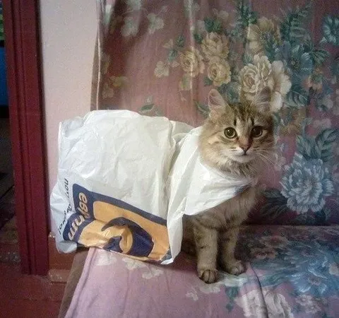 Кот в пакете на диване