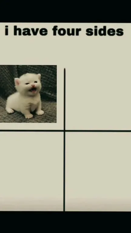 I Have Four Sides Cats