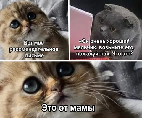 Рекомендательное письмо от мамы
