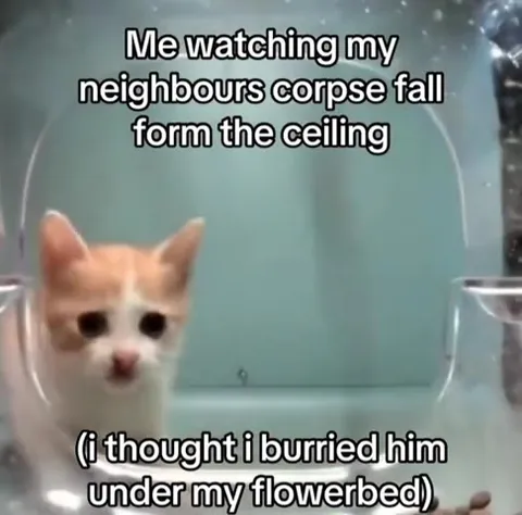 Cat Watches Neighbor Collapse
