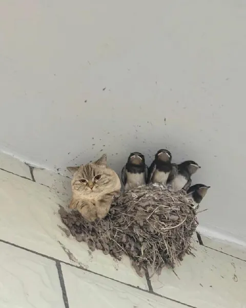 Кошка в гнезде ласточек