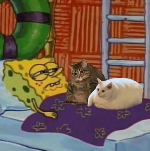 Губка Боб с двумя котами