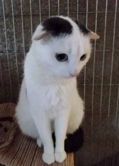 Грустный кот в клетке
