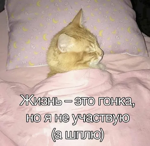 Кот не участвует в гонке